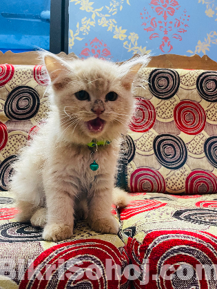 পার্সিয়ান বিড়াল